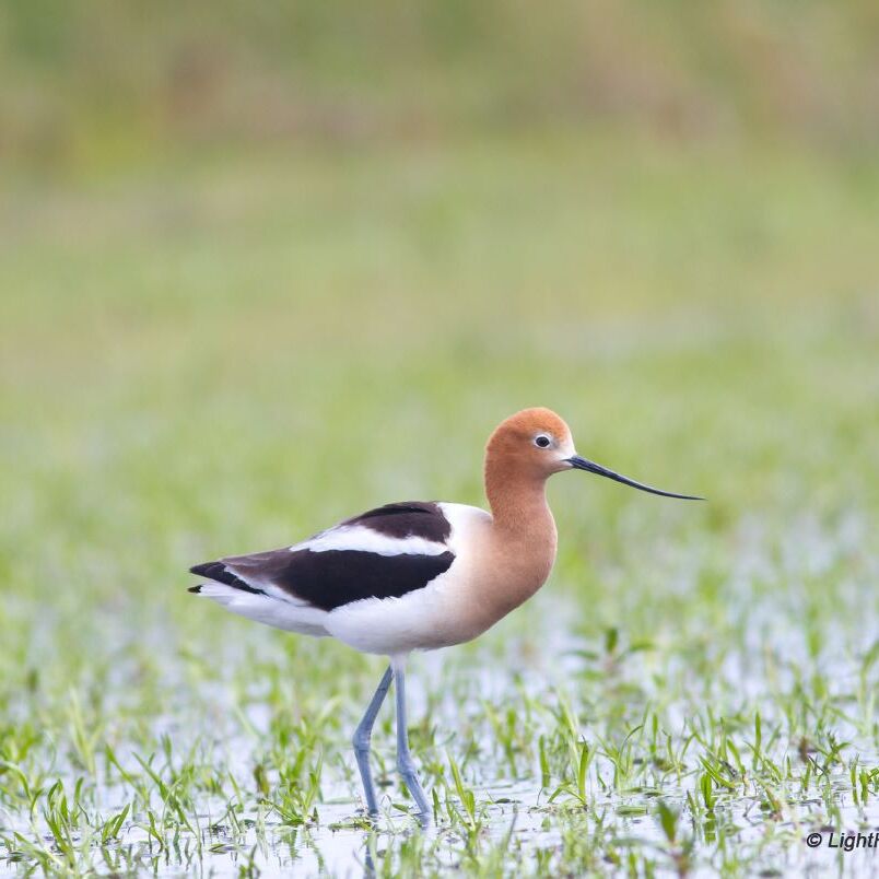 Bird Blitz with Plumas Audubon - logo